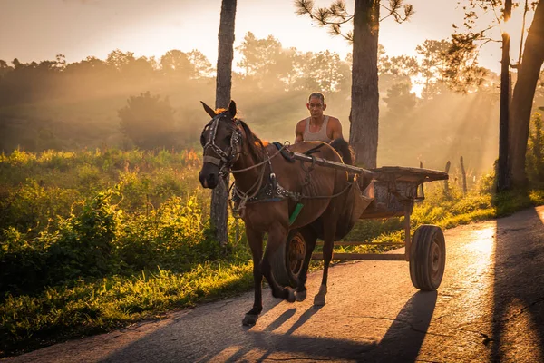 Miejscowy Człowiek Wozie Konnym Porannym Słońcu Vinales Kuba Wózek Konny — Zdjęcie stockowe