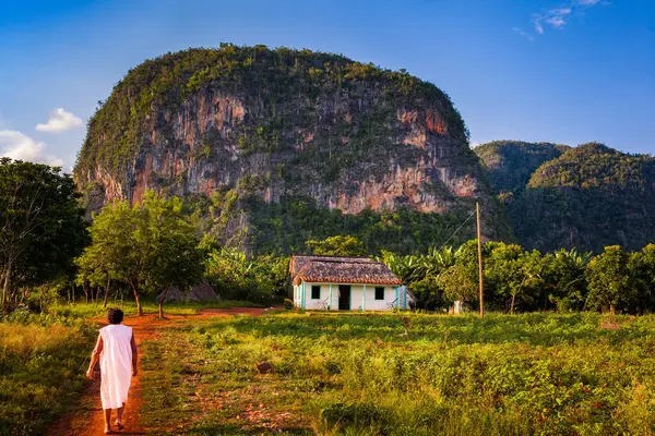 Miejscowa Kobieta Wracająca Farmę Przed Magnatami Dolinie Vinales Kubie — Zdjęcie stockowe