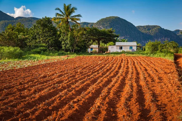 View Vinales Valley Farm Fields Mogotes — Stock Photo, Image