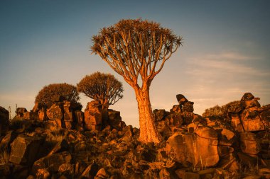 Gün batımında titrek ağaç (Aloe Dichotoma), Keetmanshoop, Namibya. Tanınan bir Namibya simgesi.