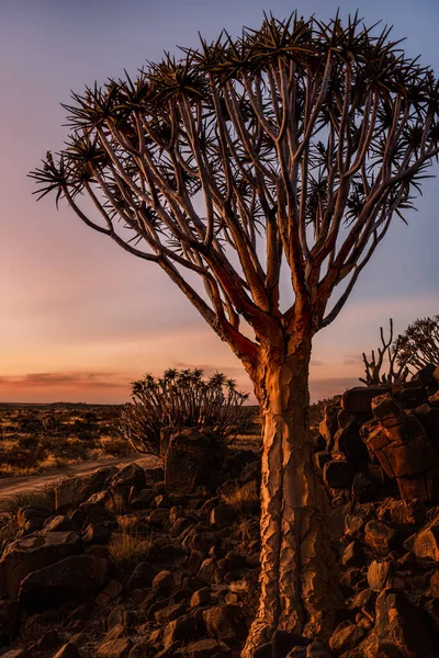 Les Toulce Aloe Dichotoma Při Západu Slunce Keetmanshoop Namibie Rozpoznaná — Stock fotografie