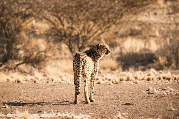 Cheetah Acinonyx Jubatus Volwassene Naar Rechts Kijkend Zuid Namibië — Stockfoto