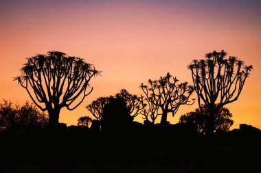 Gün batımında titrek ağaç (Aloe Dichotoma), Keetmanshoop, Namibya. Tanınan bir Namibya simgesi.