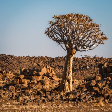 Titrek ağaç (Aloe Dichotoma), Keetmanshoop, Namibya. Tanınan bir Namibya simgesi.