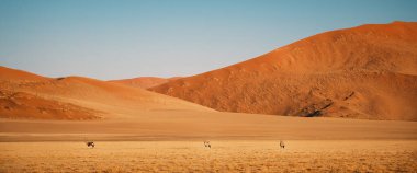 Namibya 'daki Namib-Naukluft Ulusal Parkı' nda kameraya bakan üç antilop (antilop ceylanı). Mücevher kutusu olarak da bilinir, Güney Afrika 'nın kurak bölgelerine özgü büyük antiloplardır..