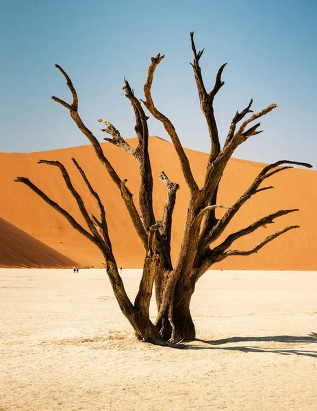 Scorched Camel Thorn Trees Blue Sky Red Dunes Deadvlei Sossusvlei — Stock Photo, Image