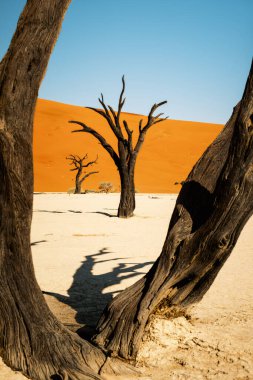 Namib-Naukluft Ulusal Parkı 'nın Deadvlei, Sossusvlei bölgesinde mavi gökyüzüne ve kırmızı kumullara karşı kavrulmuş deve dikeni ağaçları. 700 yıl önce öldüler ve şimdi yoğun güneş onları kavuruyor..