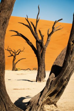 Namib-Naukluft Ulusal Parkı 'nın Deadvlei, Sossusvlei bölgesinde mavi gökyüzüne ve kırmızı kumullara karşı kavrulmuş deve dikeni ağaçları. 700 yıl önce öldüler ve şimdi yoğun güneş onları kavuruyor..