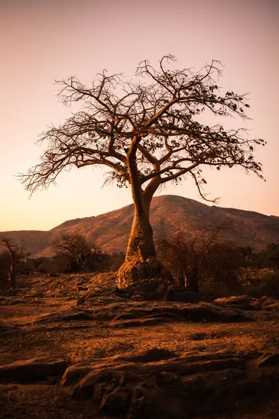 stock image Baobab tree at dusk, Epupa falls, Kunene Region, Namibia. Baobab trees have unusual barrel-like trunks used to store water and are known for their extraordinary longevity.