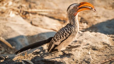 Monteiro's Hornbill (Tockus monteiri), Etosha National Park, Namibia. This attractive hornbill is common in the drier woodlands of central Namibia where they spend most of their time foraging. clipart