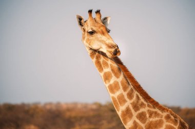 Galton Kapısı, Etosha Ulusal Parkı, Namibya yakınlarındaki komik pozlu zürafa portresi