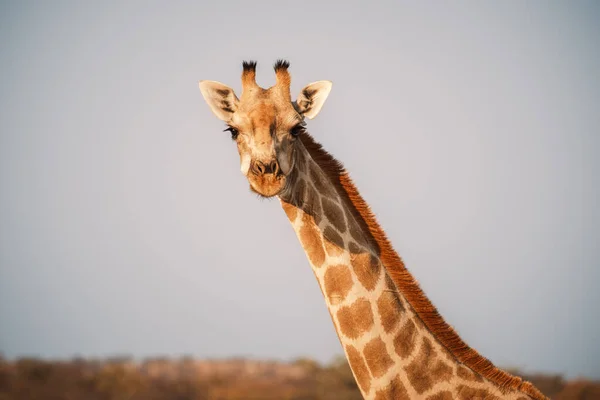 stock image Portrait of giraffe looking in camera, near Galton Gate, Etosha National Park, Namibia