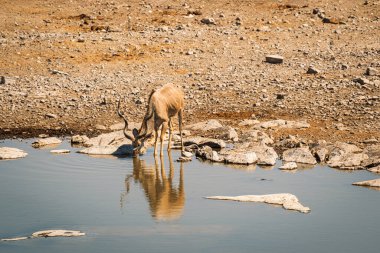 Moringa 'da su birikintisi, Halali kampı, Etosha Milli Parkı, Namibya' da içki içen erkek kudu (Tragelaphus strepsiceros)