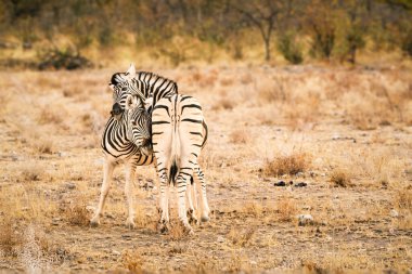 Anne zebra yavrusunu nazikçe kucaklıyor. Kafasının nazik bir hareketiyle. Etosha Ulusal Parkı, Namibya.