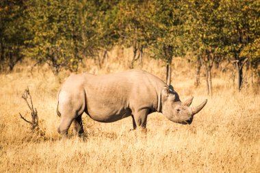 Siyah gergedan (Diceros bicornis) altın çalılıkta duruyor, Etosha Ulusal Parkı, Namibya