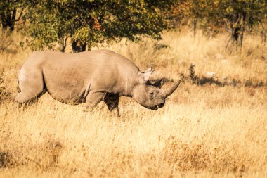 Siyah gergedan (Diceros bicornis) altın çalılıklarda koşuyor, Etosha Ulusal Parkı, Namibya