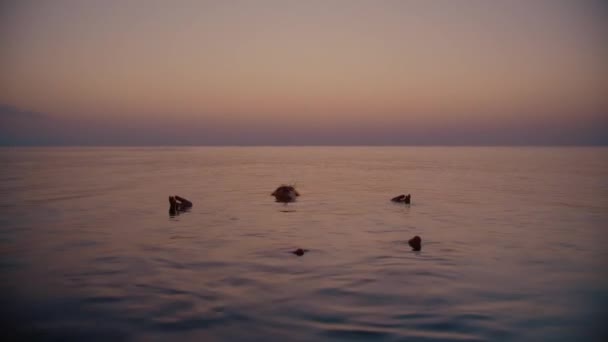 Tonårspojken Ligger Havet Solnedgången Lugnt Blickande Mot Himlen Synlig Endast — Stockvideo