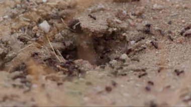 Karınca yuvasının girişinde karıncalar aktif olarak girip çıkıyorlar.