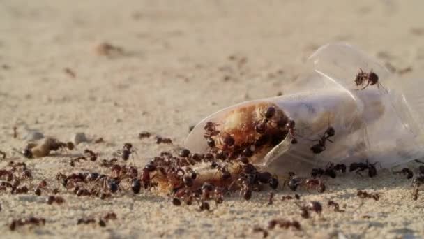 Las Hormigas Reúnen Transportan Comida Dulce Permanece Suelo Bajo Luz — Vídeos de Stock