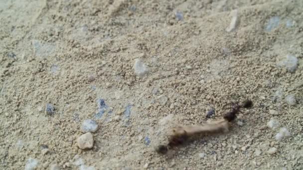 Ein Ameisenpaar Manövriert Mit Einer Last Auf Einer Sandigen Oberfläche — Stockvideo
