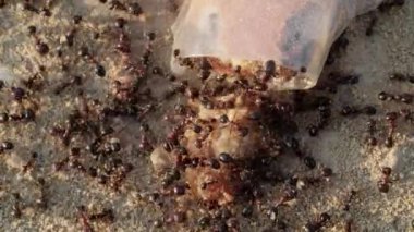 Kumlu bir yüzeye dağılmış tatlı yiyecek artıklarıyla ziyafet çeken bir karınca sürüsünün makro görüntüsü.