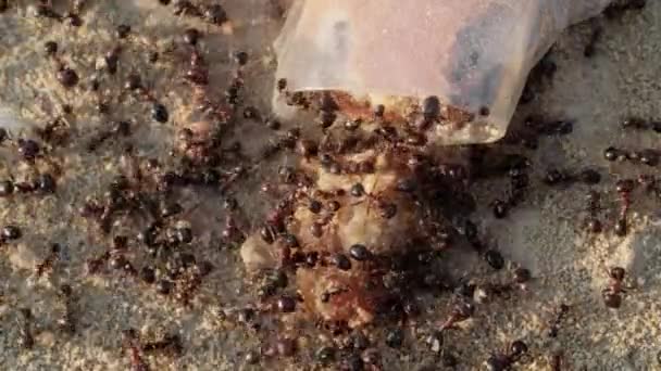 砂の表面に散らばった甘い食品廃棄物を食べるアリの群れのトップマクロビュー — ストック動画