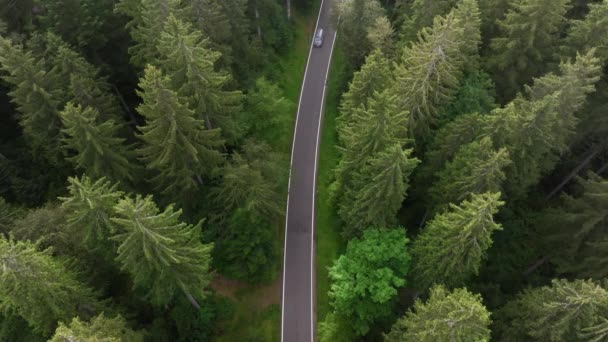 Visão Drone Cima Para Baixo Carros Uma Estrada Florestal — Vídeo de Stock