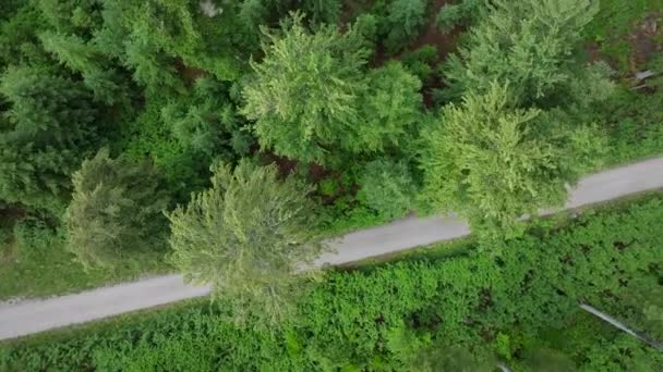 Vista Cima Para Baixo Drone Voando Longo Caminho Floresta — Vídeo de Stock