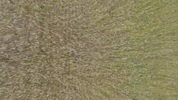 Όβερχεντ Drone Shot Συλλαμβάνοντας Μοτίβα Ανέμου Πεδία Σιταριού — Αρχείο Βίντεο