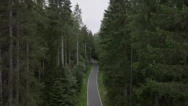 Filmagem Aérea Drone Voando Sobre Estrada Ladeada Por Árvores Altas — Vídeo de Stock