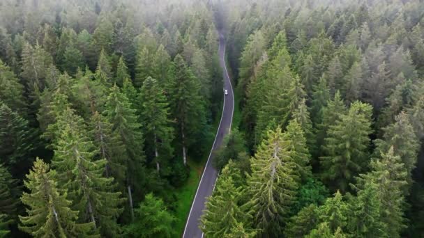 Drone Sobe Como Carro Branco Viaja Estrada Sinuosa Meio Floresta — Vídeo de Stock