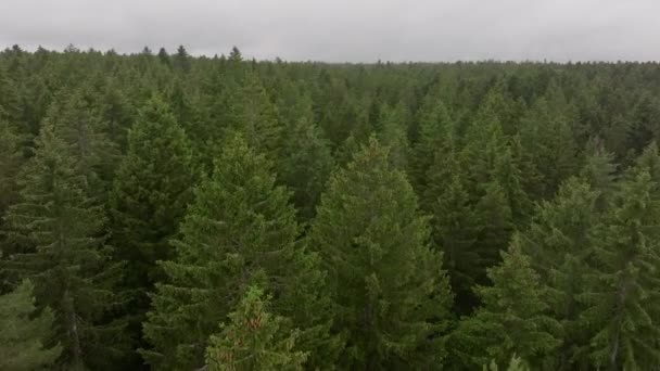 Imagens Aéreas Árvores Verdes Que Cobrem Paisagem — Vídeo de Stock