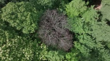 Parlak yeşil bir gölgeliğin arasında solmuş bir ağacın üzerinde havadan yükselen