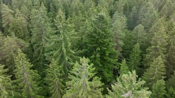 Nsansız Hava Aracı Sık Bir Orman Manzarasının Kozalaklı Ağaç Tepelerinin — Stok video