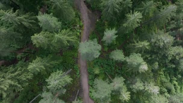 无人机捕捉到了一条蜿蜒穿过茂密森林的小路的自上而下的景象 — 图库视频影像