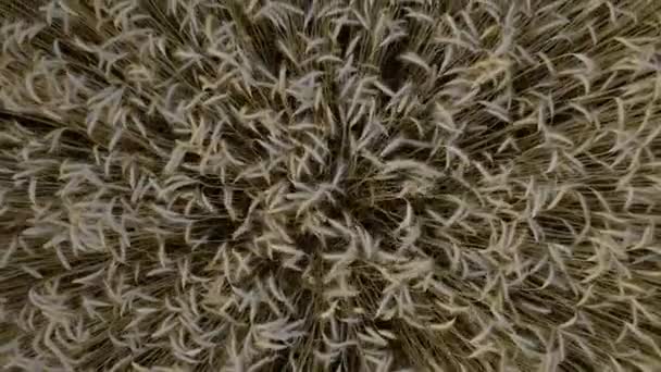 空中俯瞰着在风中轻轻摇曳的小麦茎 它是无人机的特写 — 图库视频影像