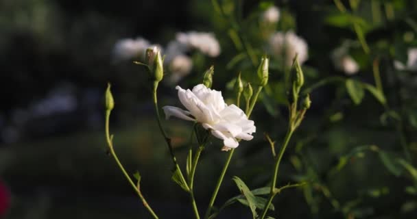 Доллі Знімок Крупним Планом Квітучої Білої Троянди Пишному Саду — стокове відео
