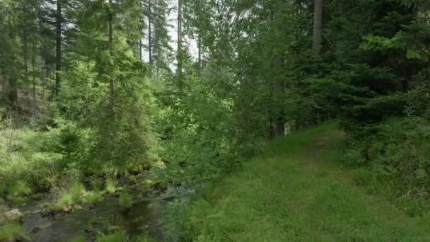 緑に囲まれた穏やかな森林の流れの上に右から左にドローン飛行 — ストック動画
