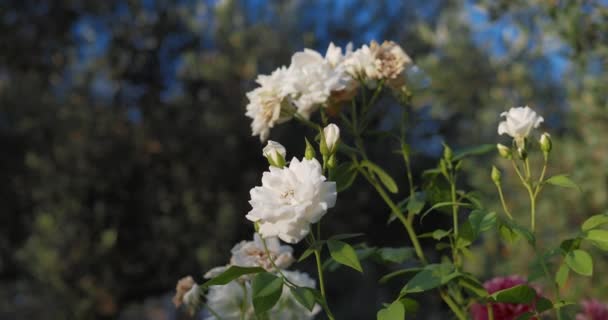 Slider Shot Από Λευκά Τριαντάφυλλα Ανθίζουν Ένα Ζωντανό Σκηνικό Στον — Αρχείο Βίντεο