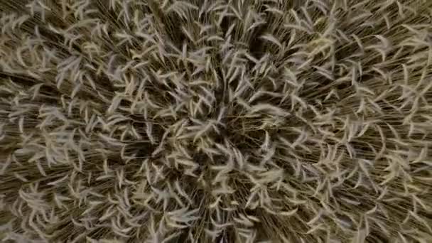 Luftaufnahme Von Weizenhalmen Die Sich Sanft Wind Wiegen Aus Der — Stockvideo