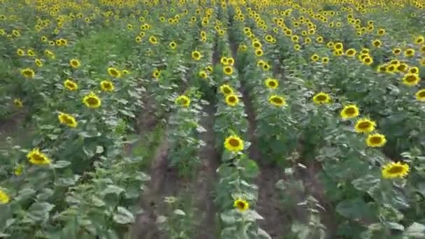 Drone Gliding Close Sunflower Plants Full Bloom — Stock Video