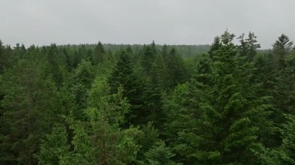 Κηφήνας Που Πετά Αργά Πάνω Από Ομιχλώδη Θόλο Του Δάσους — Αρχείο Βίντεο