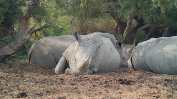 Trio Rhinoceroses Find Respite Heat Lounging Sun Parched Earth Protective — Stock Video