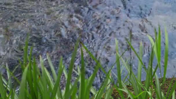 Fresh Green Grass Blades Foreground Section River Background Water Moves — Stock Video