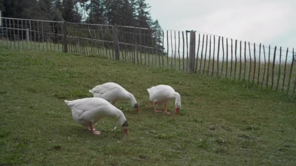 Three Geese White Plumage Red Beak Feeding Patch Short Grass — Stock Video