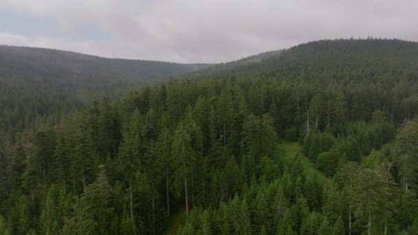 Nsansız Hava Aracı Yoğun Bir Çam Ormanının Üzerinde Bulutlu Bir — Stok video