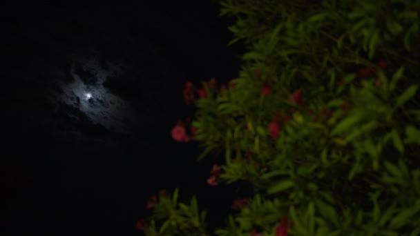 Der Mond Ist Nachthimmel Sichtbar Teilweise Von Wolken Verdeckt Vordergrund — Stockvideo