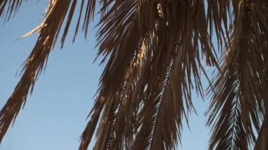 Kuru palmiye yaprakları, güneş ışığının geçtiği mavi gökyüzünün arka planına karşı aşağıdan görülebilir.