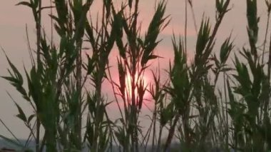 Güneş uzun otların arkasında batar, gökyüzünde yumuşak bir parıltı bırakır ve ön plandaki sazlıklar arasında berrak bir görüş sağlar.