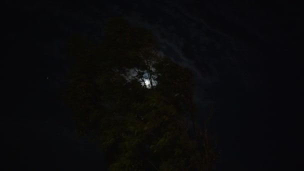 Scène Nocturne Lune Regarde Travers Silhouette Des Feuilles Projetant Une — Video